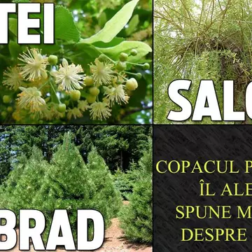 Alege un copac care consideri că te reprezintă! Iată ce spune asta despre tine