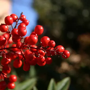 Leacuri naturale pentru prostată