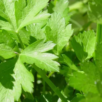 Ce boli poți să vindeci cu mărar și pătrunjel  