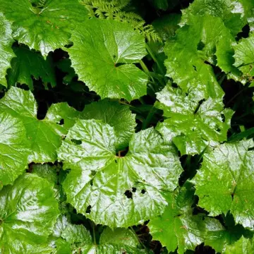 Planta care te scapă de durerile de cap