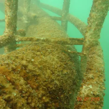 Căluții de mare s-au adunat în zona Cazinoului din Constanța