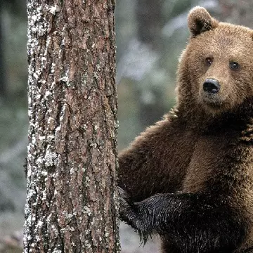 Azi este Ziua Ursului. Ai mare grijă, uite câte lucruri nu ai voie să faci