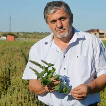 Florile astea sunt salvarea albinelor! Horticultorii buzoieni ar putea avea o soluție pentru ca România să nu rămână fără miere
