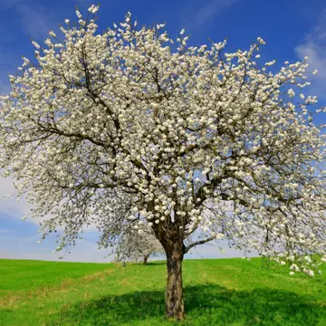 Testul copacului – Află ce spune despre tine imaginea pe care o alegi