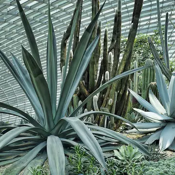 Plante care îți purifică aerul în casă