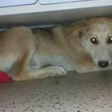 Tinerii care s-au filmat în timp ce chinuiau un câine s-au ales cu dosar penal. Ce explicaţie au pentru gestul barbar