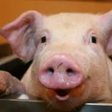 Tai porcul? Ferește-te de trichineloză