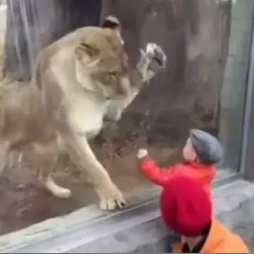 O leoaică atacă un copil, la Zoo! Ce s-a întâmplat te va ului