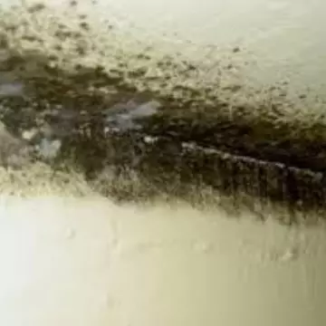 Începe cu un simplu strănut… Mucegaiul te poate îmbolnăvi grav!