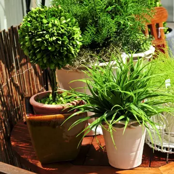 18 plante de apartament care purifică aerul, după datele NASA