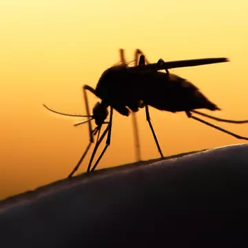 Ce este virusul Zika și cum te protejezi de el