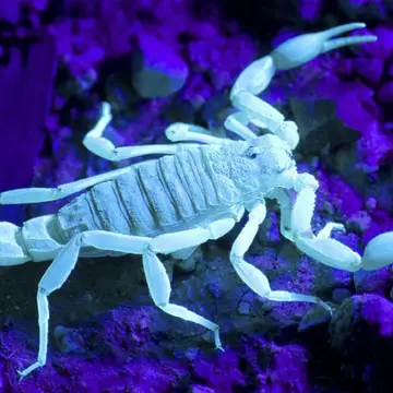 Zodiile în care s-au născut cei mai buni români