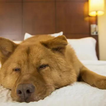 A cerut să stea cu câinele în camera de hotel. Răspunsul primit l-a surprins