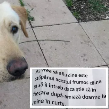 Venea să doarmă la mine în curte. Așa că i-am pus un bilet la zgardă