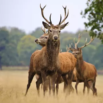 Testul pe care orice copil de clasa a treia îl trece: Cum se numește perechea acestor animale?