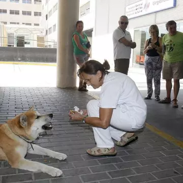 Un cățel a devenit vedetă în Spania. Animalul stă de o săptămână în fața unui spital