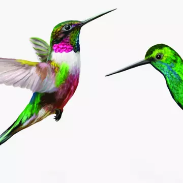 Testul păsărilor colibri- Alege una si vezi ce spune despre tine
