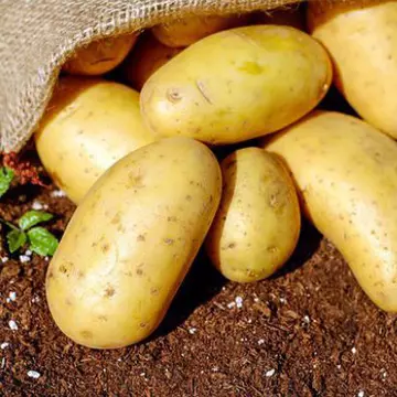 Dieta cu iaurt și cartofi. Slăbești 5 kilograme în 3 zile