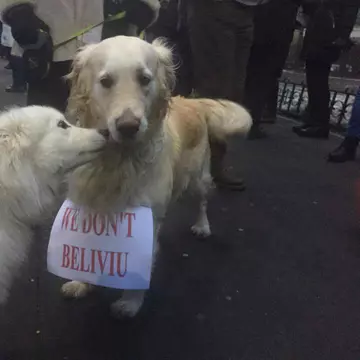 Cei mai frumoși câini care au fost la proteste