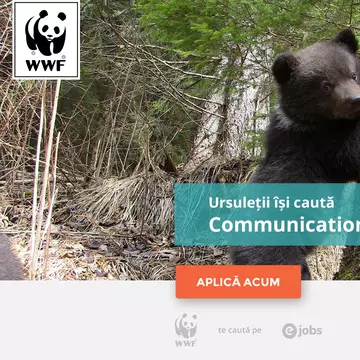 WWF România angajează un purtător de cuvânt pentru ursuleții orfani