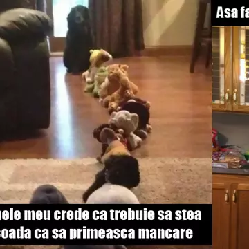 O să te simți vinovat fiindcă ai râs de ei. 15 poze cu cei mai prostuți câini