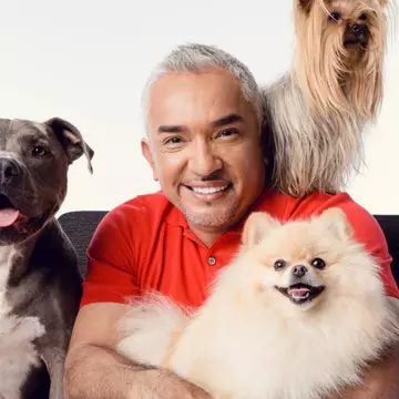 Ce știe Cesar Millan despre câinii din România și de ce să nu ții un câine la bloc?
