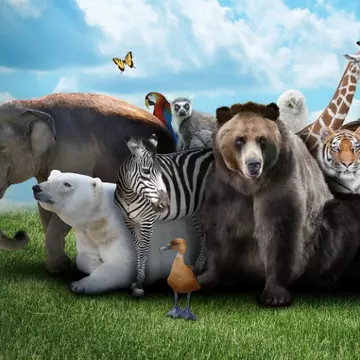 Testul celor trei animale. Ce spun despre tine trei animale alese aleator