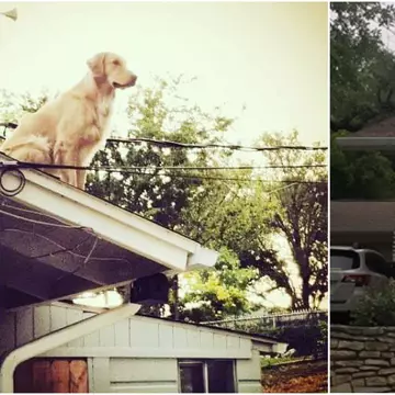 Un câine a fost fotografiat pe acoperișul unei case. Care este explicația proprietarilor