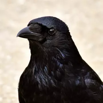 Cum a aflat cioara secretul fericirii