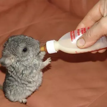 Cele mai frumoase poze cu pui de animale