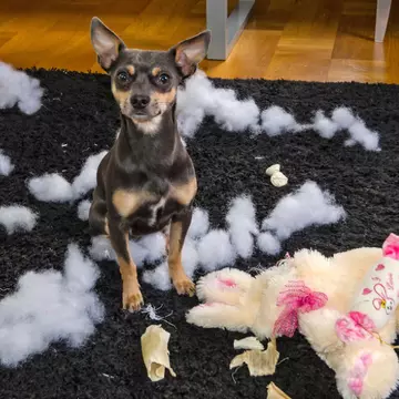 5 întrebări esențiale la care să răspunzi înainte de a adopta un câine sau o pisică