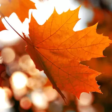 Când este echinocțiul de toamnă în 2017. Ziua va fi egală cu noaptea