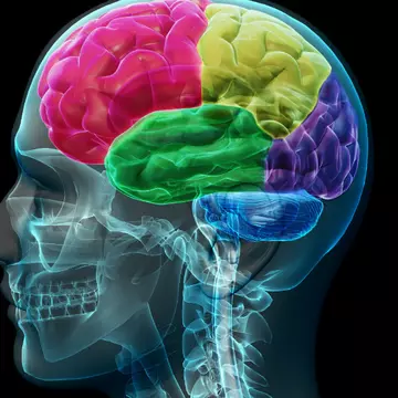 Dacă reușești să faci acest test de anatomie ai un IQ de geniu