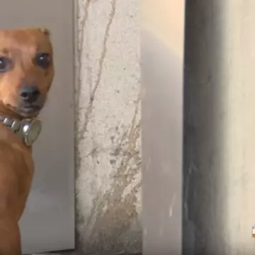 Cățelușa care a stat ore întregi la ușa spitalului din Iași