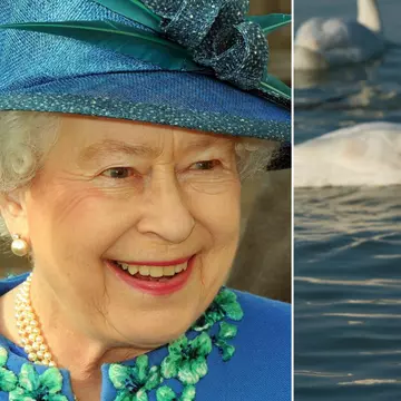 Răspunsul Reginei Elisabeta a II-a pentru o fetiță care i-a cerut o lebădă