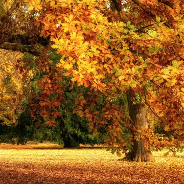 Cum poți face bani din frunzele uscate de toamnă