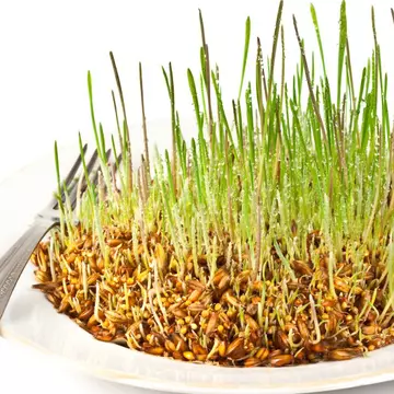 Cura cu grâu încolțit: cum se ține și ce beneficii aduce sănătății