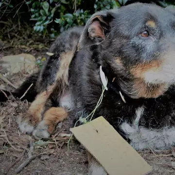 Eroul zilei! Cum s-a întors acasă un câine dat dispărut de stăpâni