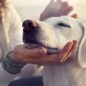 Se înființează Poliția Animalelor în România. Ce atribuții vor avea polițiștii