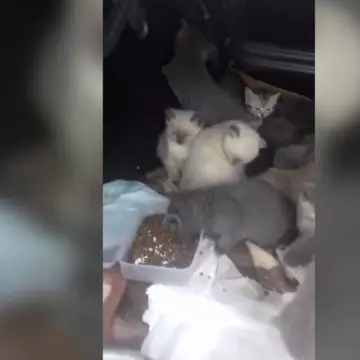 Traficul cu animale de companie, afacere de coşmar. "90% dintre ei mor"