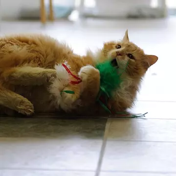 Motanul Toby a parcurs 20 de kilometri să se întoarcă acasă, dar stăpânii l-au dus la eutanasiat