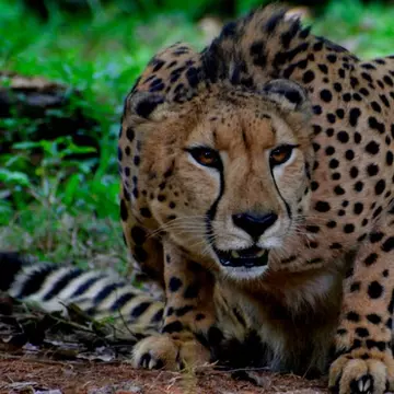 Turiști francezi, vânați de gheparzi la un safari din Olanda