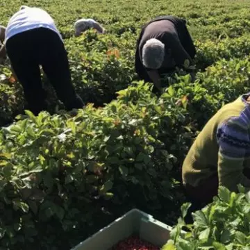Analiză BBC. De ce refuză românii locurile de muncă în agricultură oferite de Marea Britanie