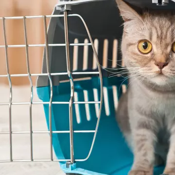 Pisică amendată pentru că a circulat cu autobuzul. Explicația controlorilor din Cluj-Napoca