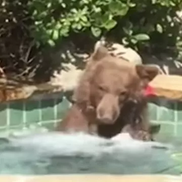 Un urs a fost prins în timp ce se relaxa în jacuzzi VIDEO