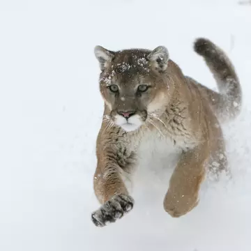 A nins în Africa de Sud. Fotografii cu animalele în zăpadă