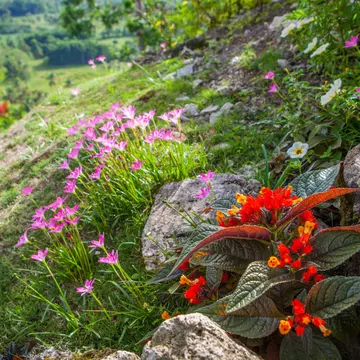 Dealurile de Ciocolată, un loc unic în lume. Unde se află