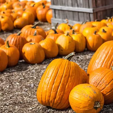 Cursă cu dovleci de 400 de kilograme și vâsle, într-un orășel din Belgia