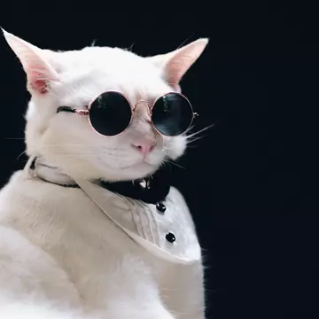 Gafă amuzantă de protocol! Ambasada SUA din Australia a trimis un e-mail oficial cu „o invitație la o petrecere în pijamale”