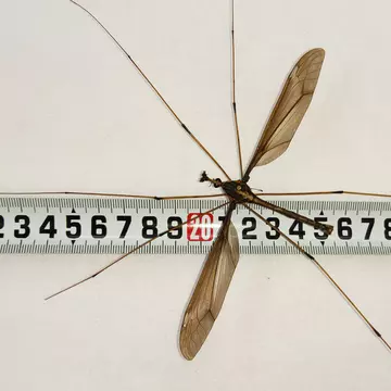 Un chinez a descoperit cel mai mare țânțar din lume